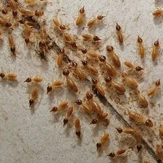 thumbnail for publication: Termite Prevention and Control